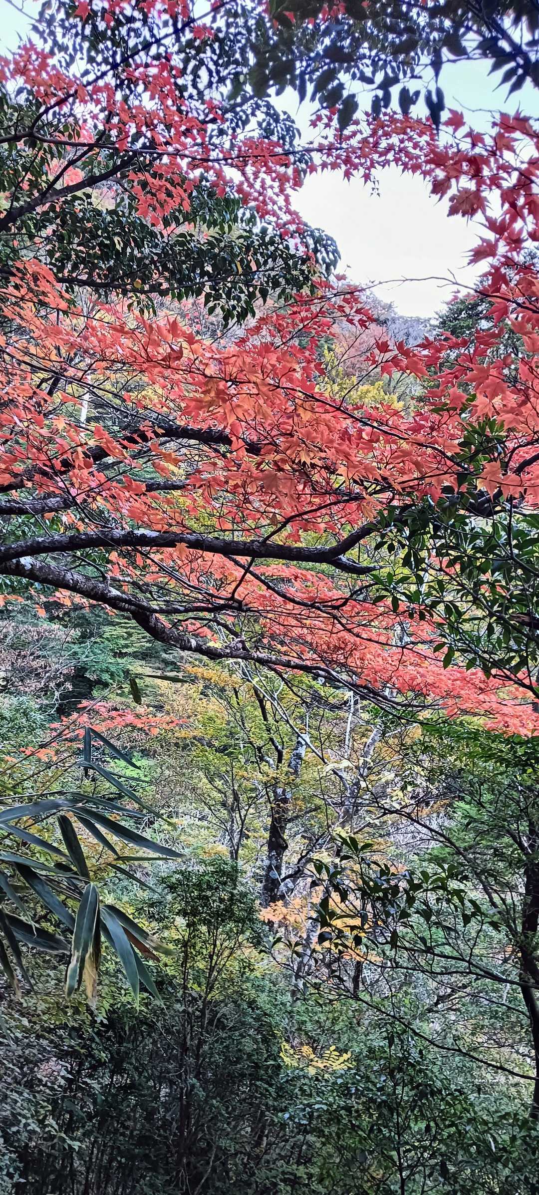 市房神社参道-市房杉-夫婦杉-市房山 往復コースの写真