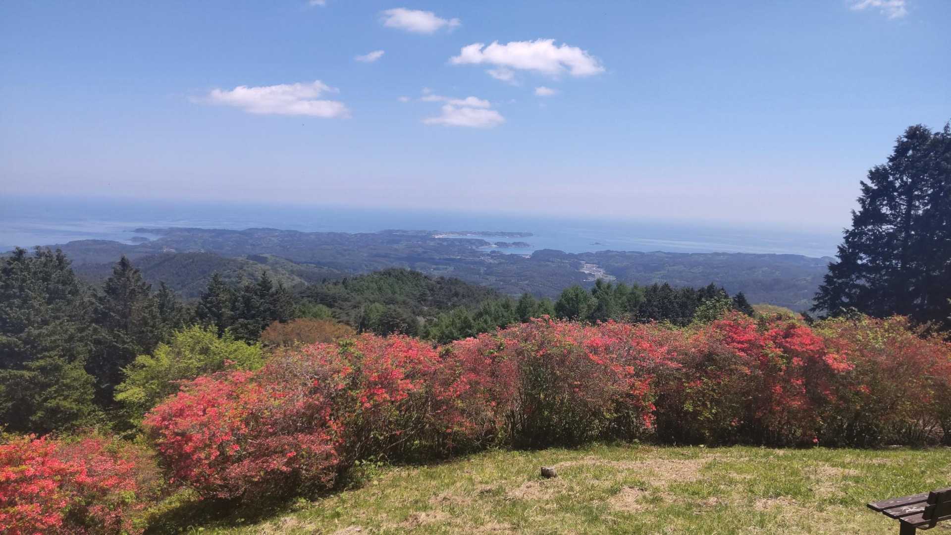 山頂からつつじと太平洋の青✨