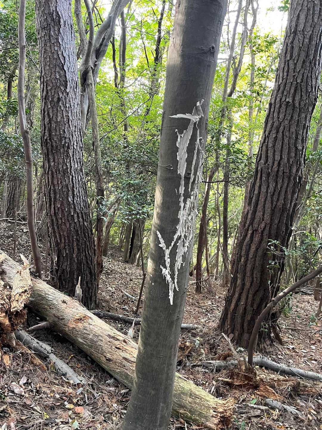 鹿の角研ぎ痕
何度か見たことあるけどこれは結構激しいのではないかしら😅