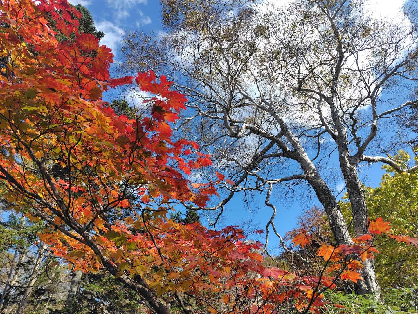 鳩待峠-横田代-中原山-アヤメ平 縦走コースの写真