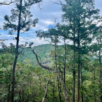 見えるは次に登る高指山かな〜