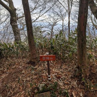 白猪山　この辺りは霧氷無し、整備された登山道です