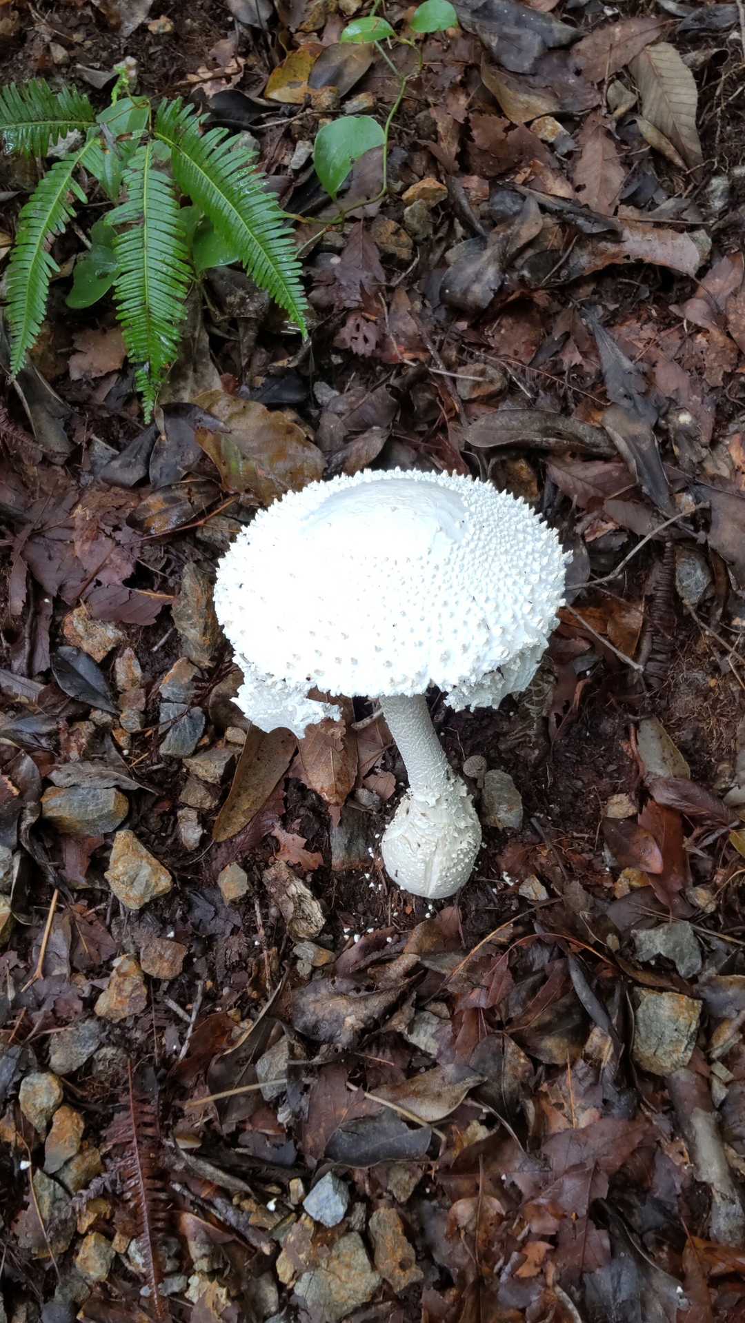 シロオニタケ🍄