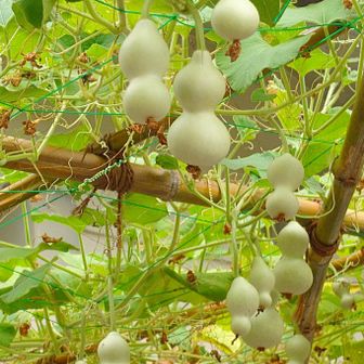 ちいさな瓢箪も鈴なりに。
瓢箪の白い花と一緒に瓢箪の実を見る機会はなかなかないのでじっくりと観察させていただきました。