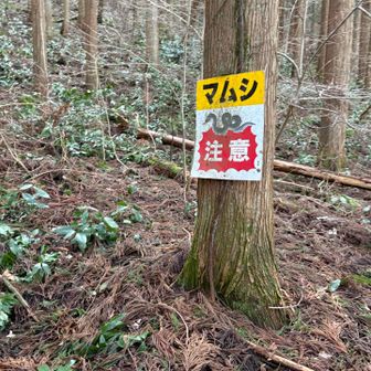 熊でなくマムシ