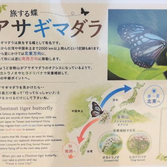 旅する蝶　アサギマダラ　
残念ながら出会えず