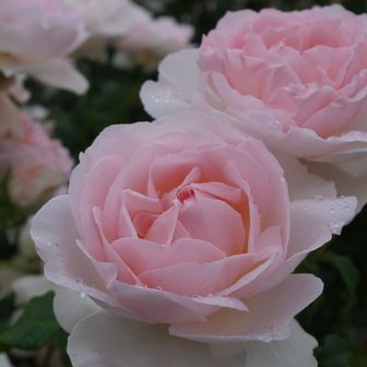 もりもり🌸🌹