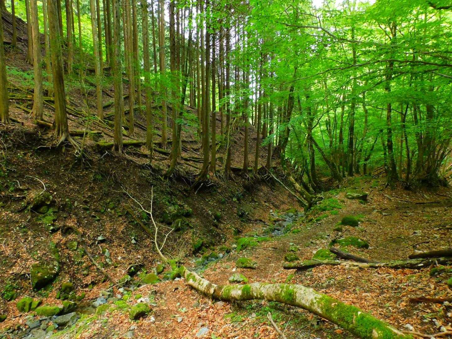 深山らしい山歩き