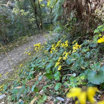 ツワブキロード🌼*･