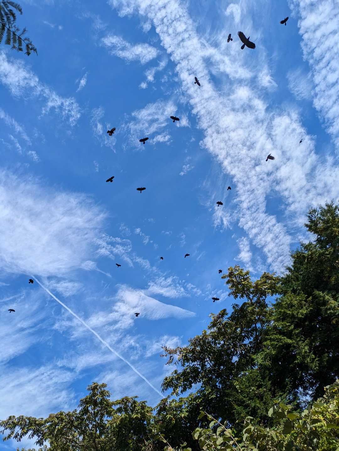もうすぐ山頂
カラスの大群