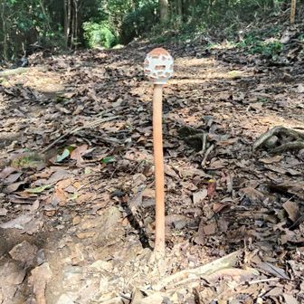 珍しいキノコ🍄発見