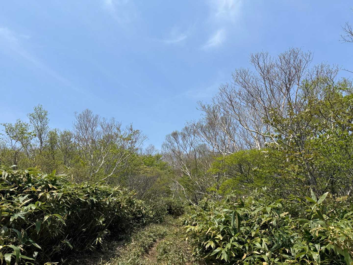 樹林帯抜けて一気に森林限界