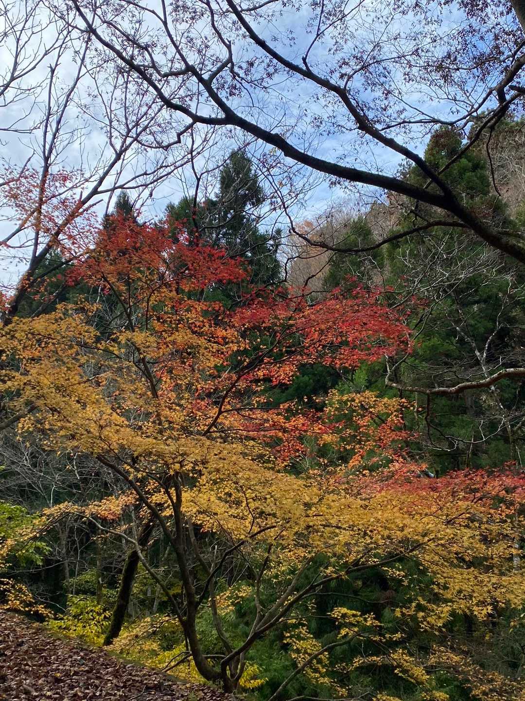 時期的に遅いかな、と思っていた紅葉が楽しめて幸せ🍁