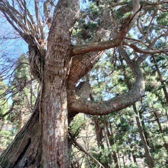 パオーン杉？？🤔