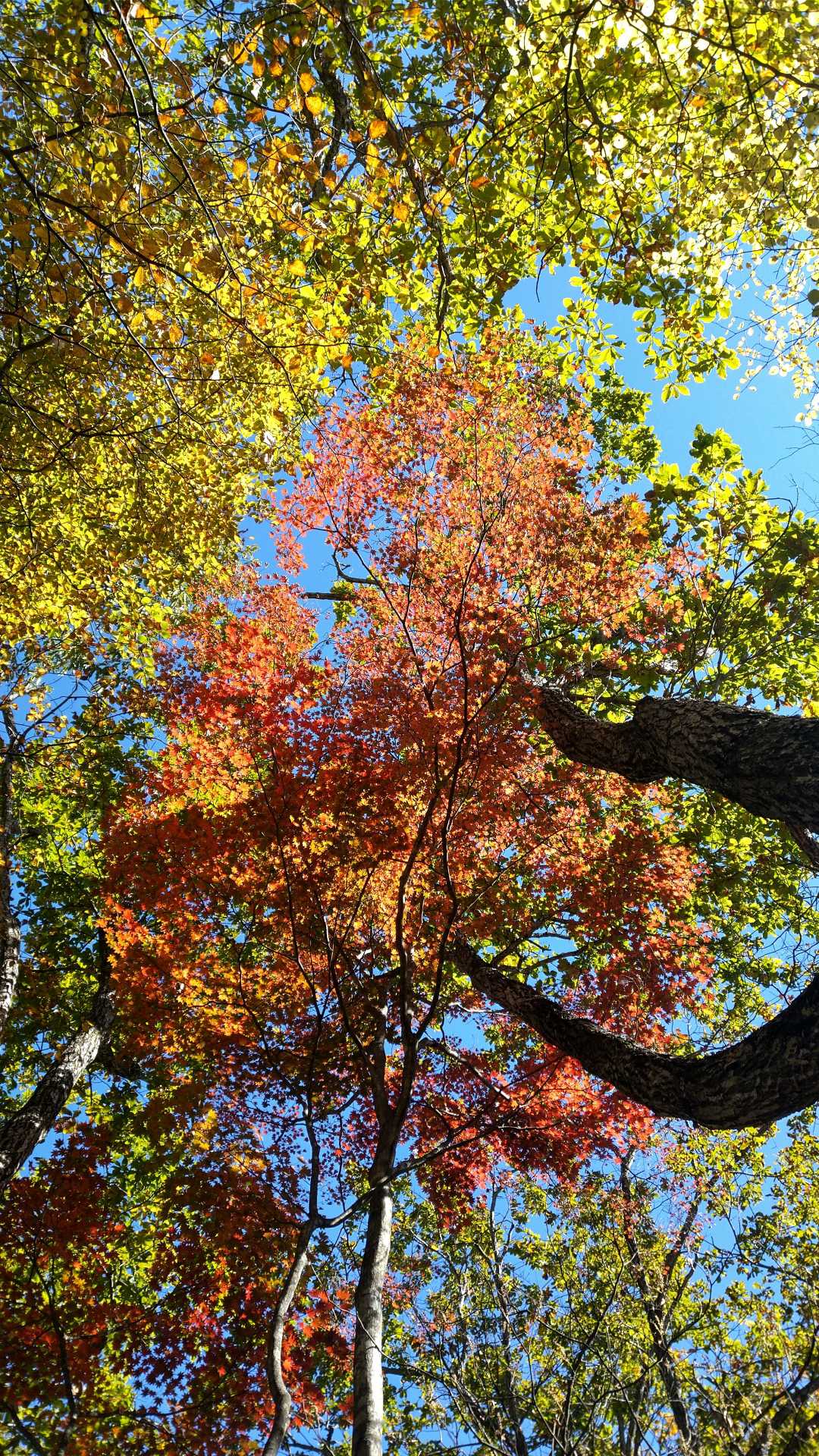 たまに紅葉が・・・