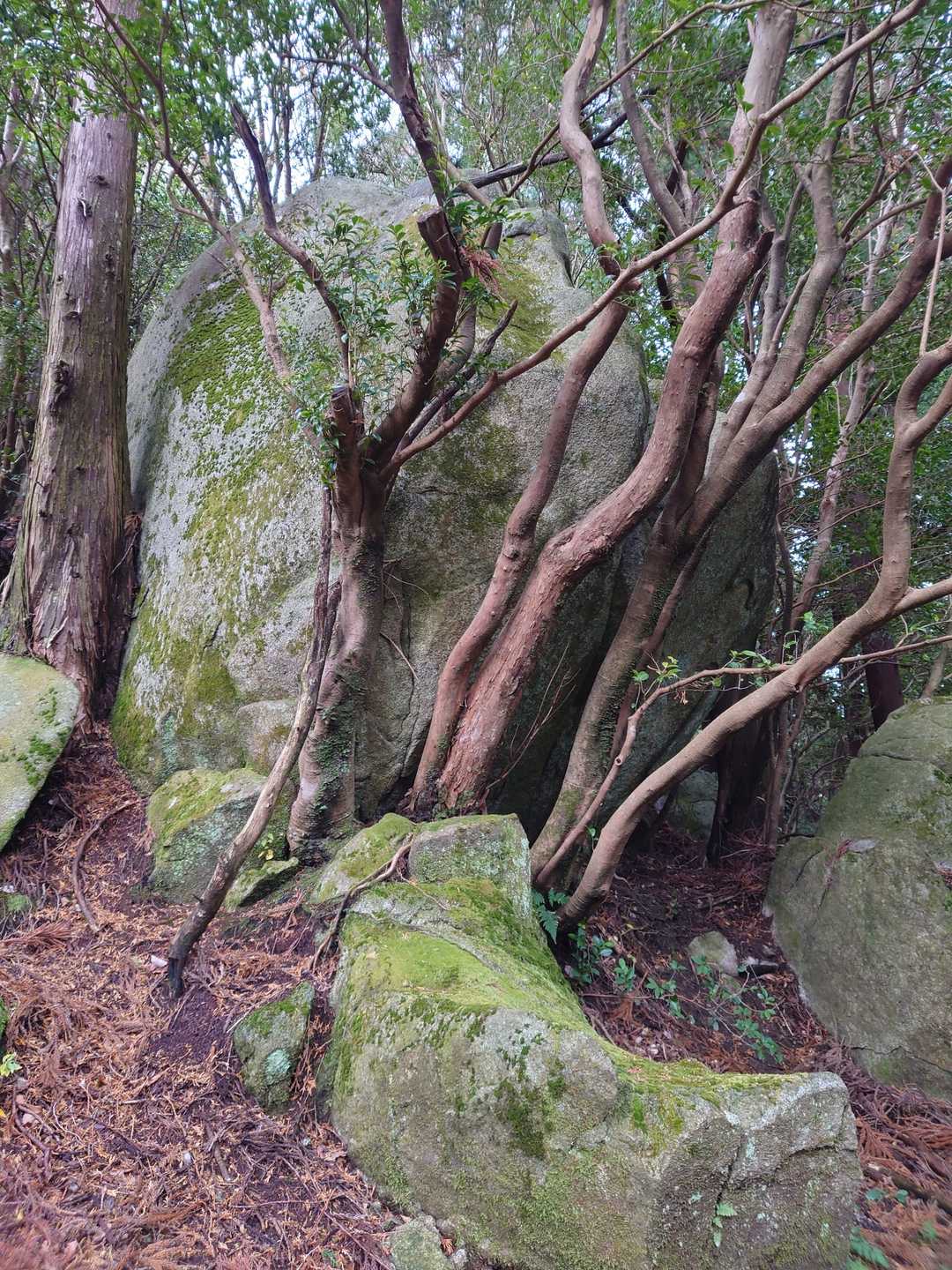 存在感ありますねー
写真では伝わらないですが。