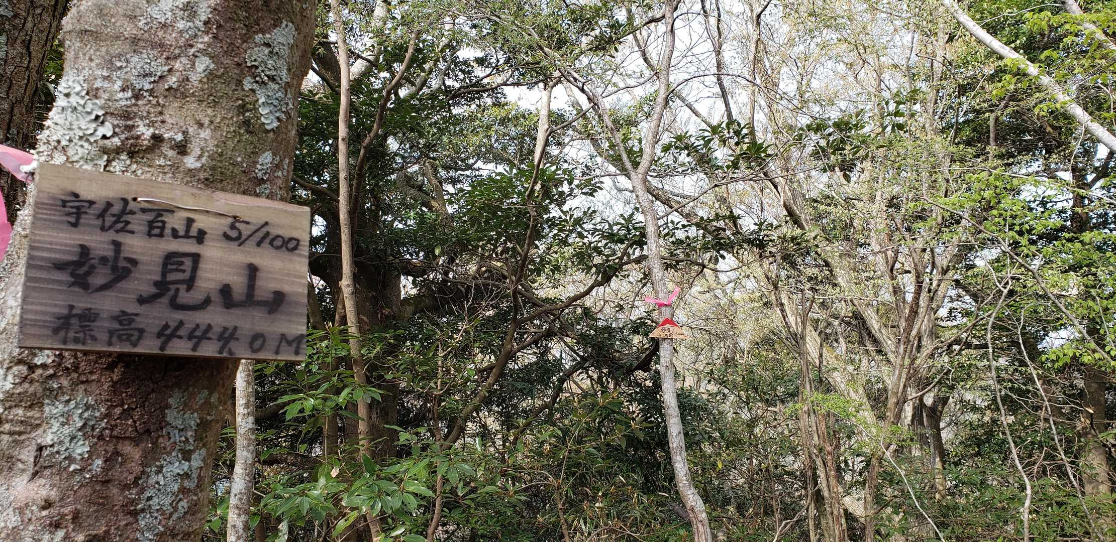 👏広々で満開の桜で癒されるわぁ