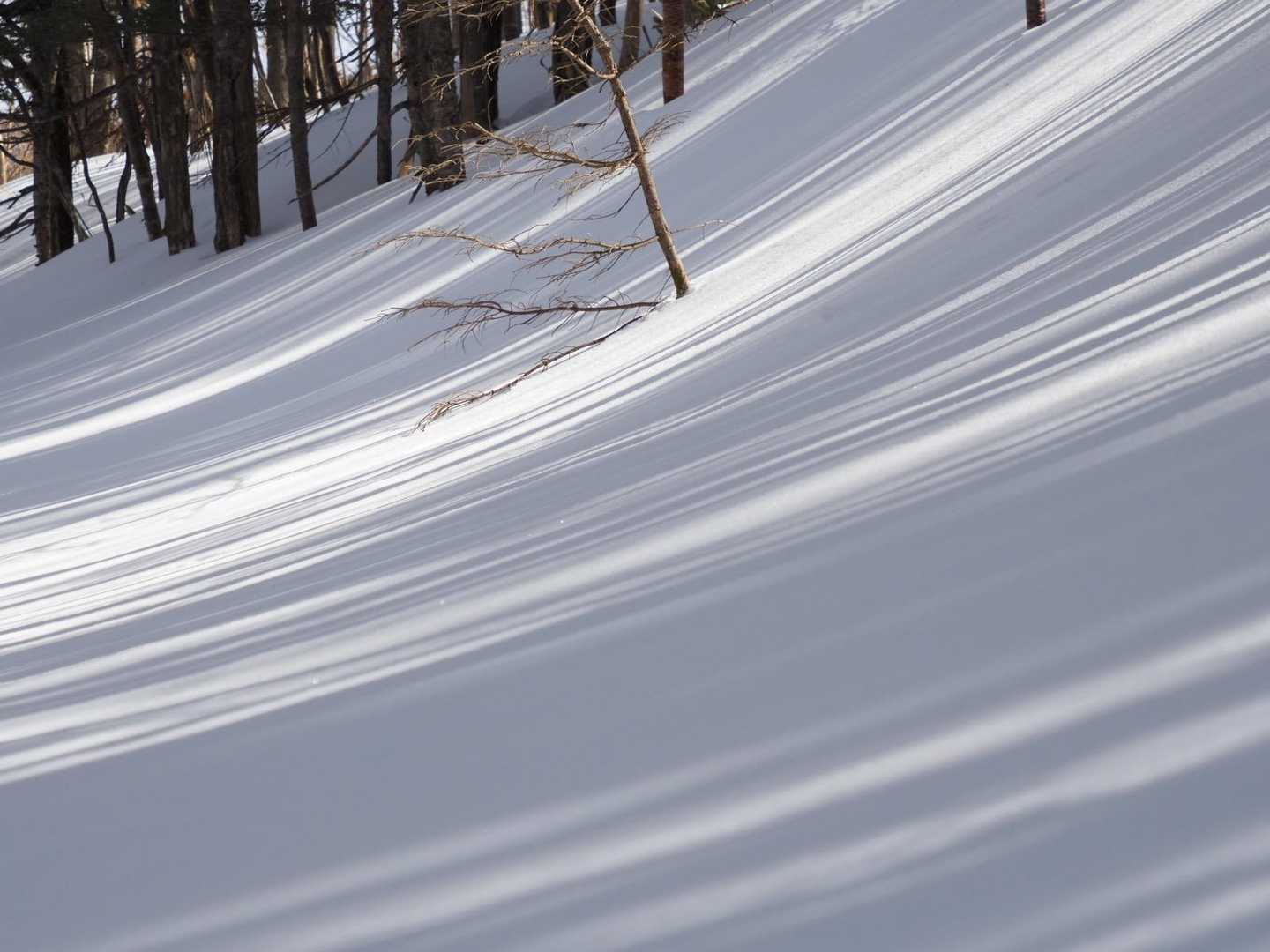 雪の斜面に映る林の影が芸術的✨