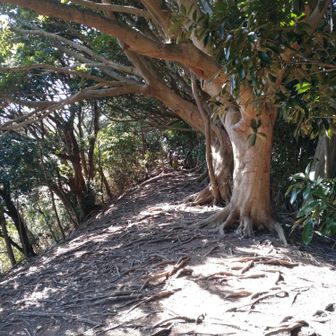 高塚周辺は木々のトンネルと化しています。