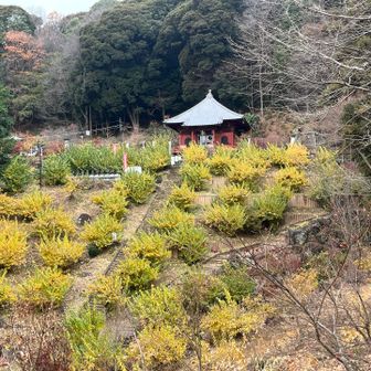 美しい清水寺✨