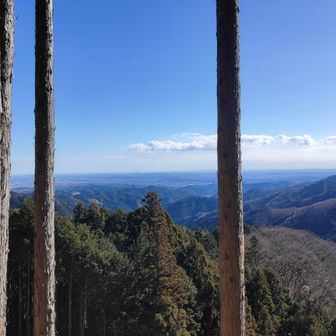 シャインマスカット