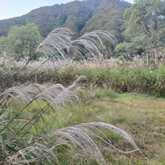 下山したらすすきがお出迎えしてくれました☺
ここで出会った方とお話しするとまさかの同じルート❗
しかし自分より２時間遅い出発❗
ゴールは一緒❗
脱帽です😱