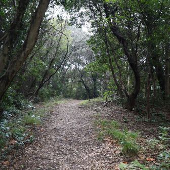 滑りやすい葉っぱがたくさん
足元に注意しながら進む