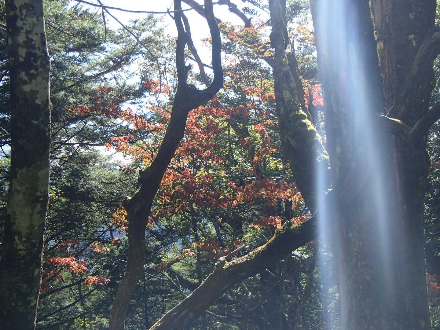 上の方では紅葉ありました