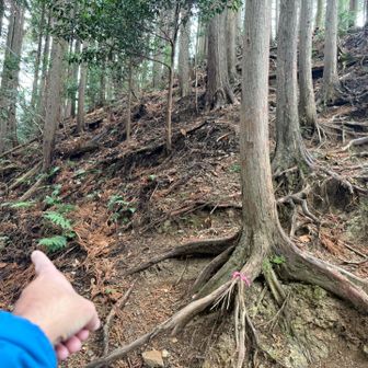 帰りは正規ルート❓で戻ります。
振り返り、雨乞山へは、ここで南側にトラバースして行きます。