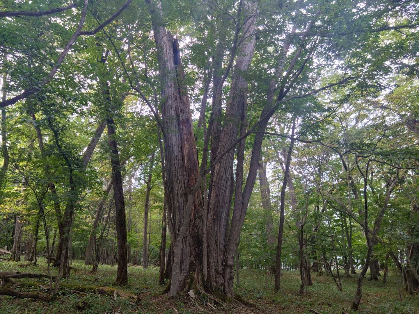 すごい巨木です✨

後で案内板でありましたが、カツラの木のようです。ひとつの根っこから、何本もの木に成長しています。