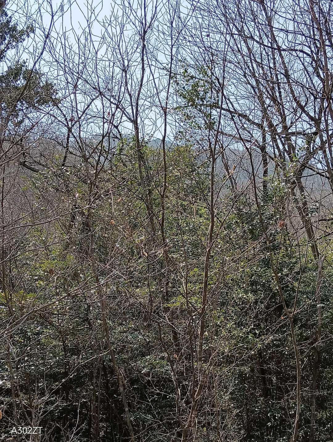 あれが山頂😀
