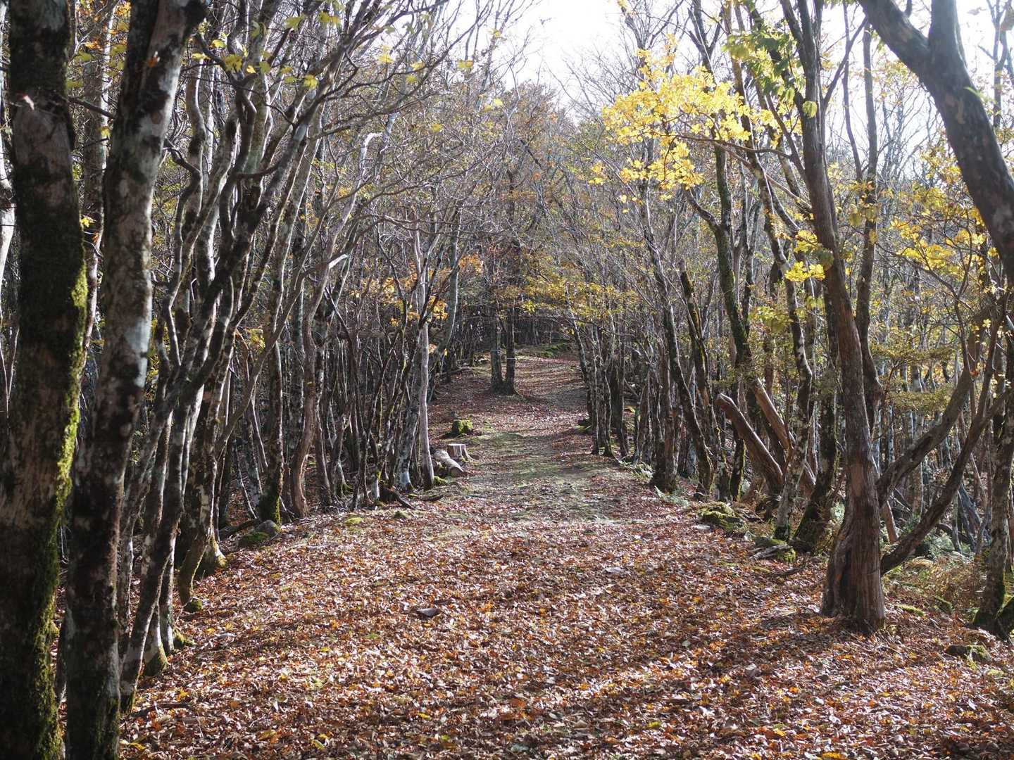 口千丈岳登山口-口千丈山-焼山ノ太尾ノ頭 往復コースの写真