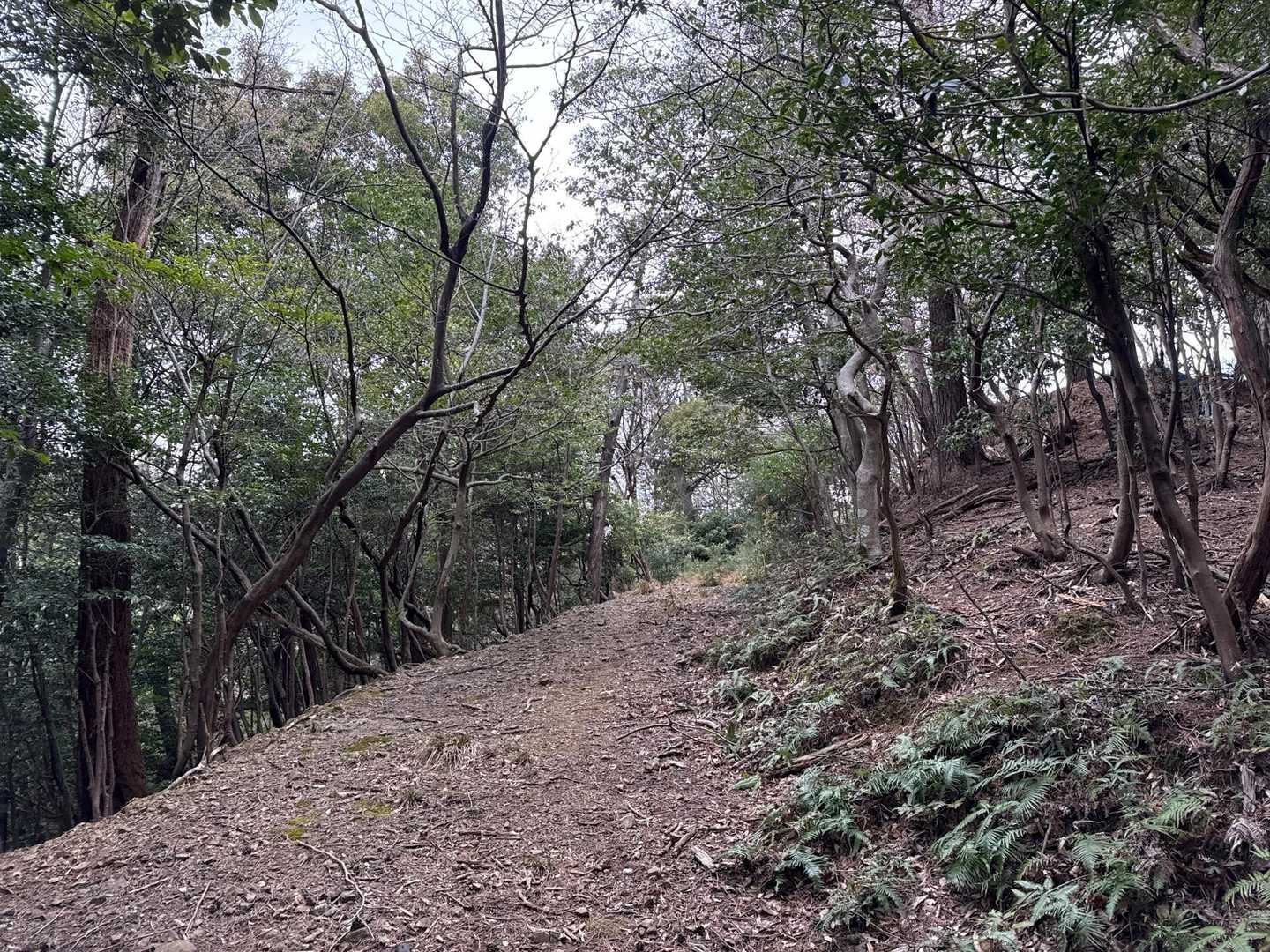 菟上神社-宇賀 往復コースの写真