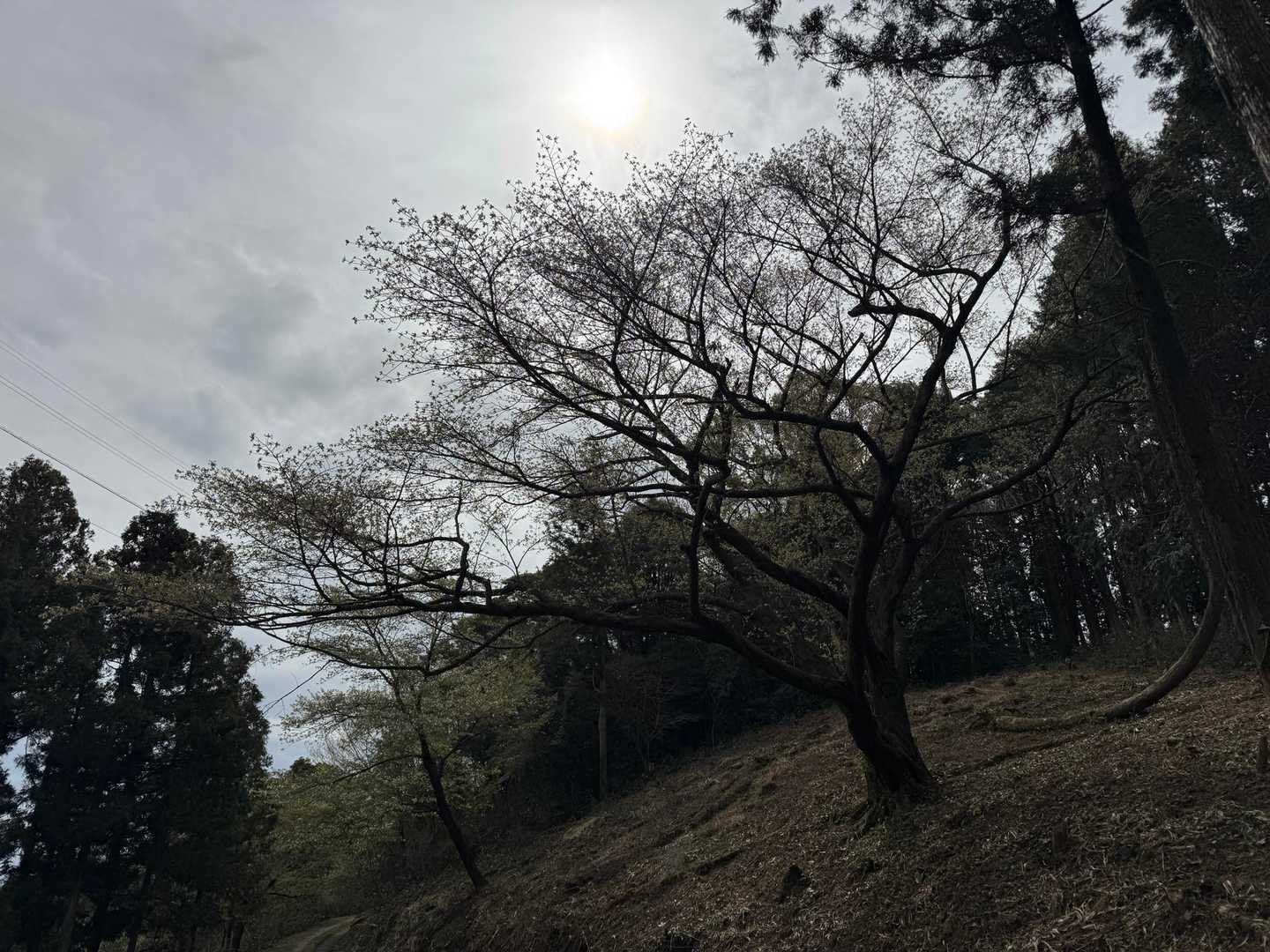 逆光ですが桜はまだ二部咲程度（4/1）