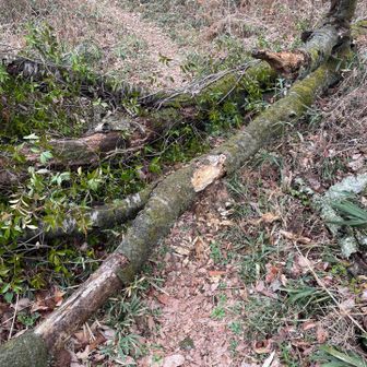 御殿平から山頂へ向かう途中に倒木。通れるけど、ちょっと邪魔。