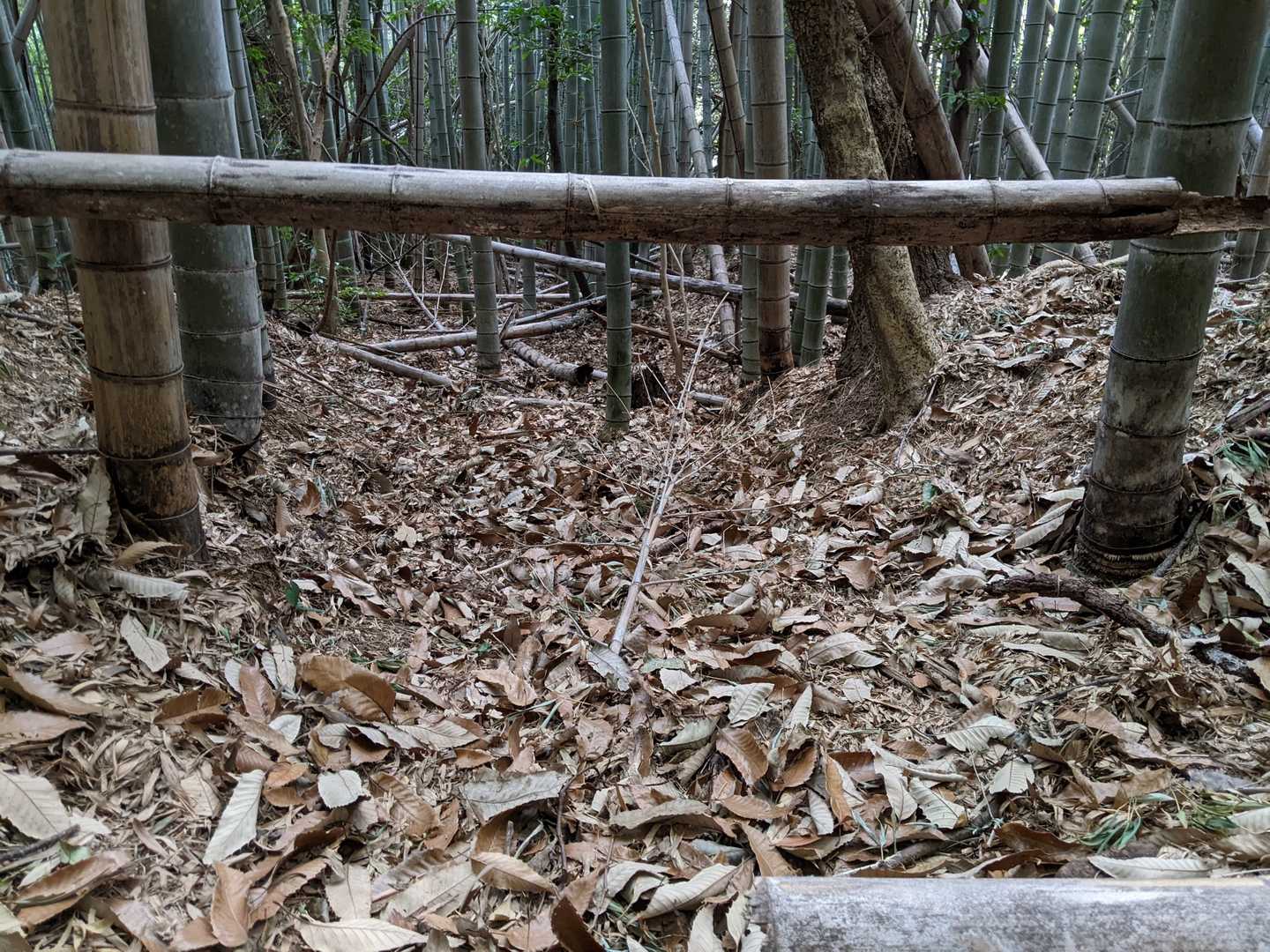 鶴羽山 往復コースの写真