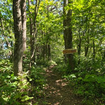 高森山・馬場山の登山道分岐