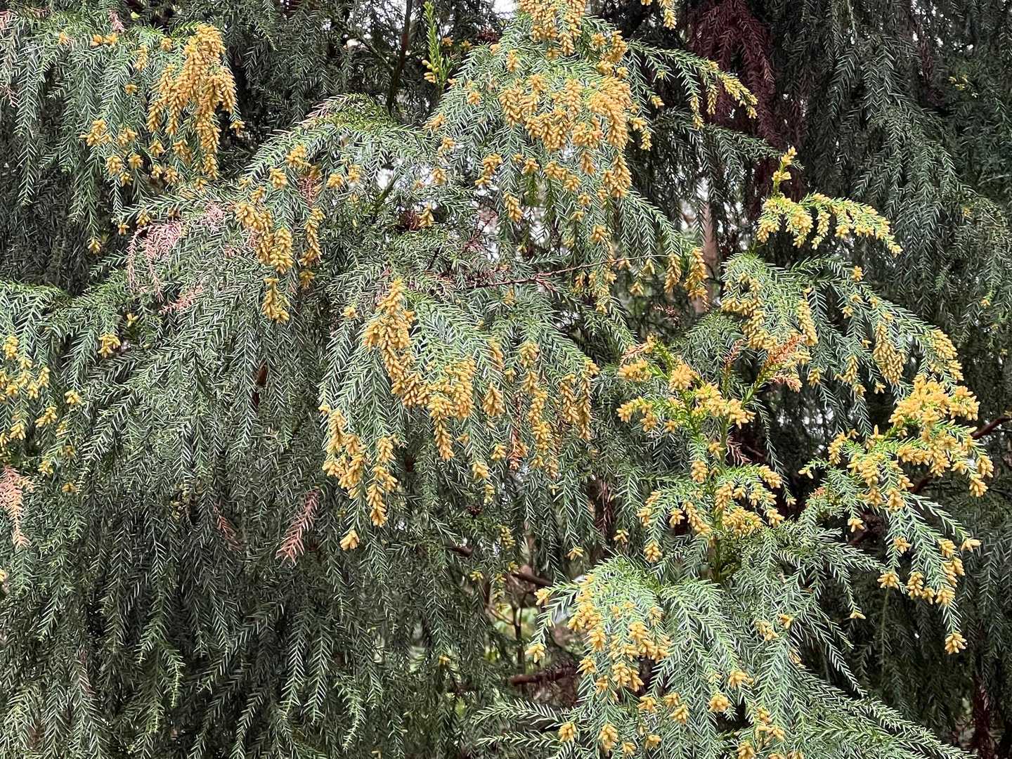 スギの木🌲黄色いとこが花粉になるんかな
わたしは花粉症はないけど山友さんは花粉症🤧
花粉症でつらいのに案内してくださり感謝です🙏