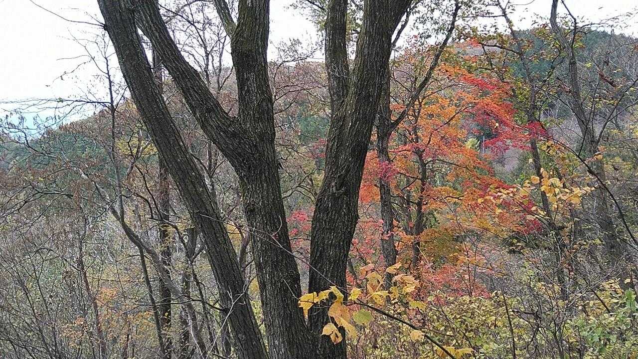 紅葉🍁
賑わってるお山もあるようですが、ここはひっそりしてます