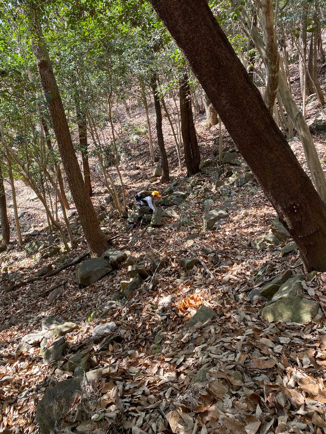 ツヅラ道をショートカットでぐんぐんと登って行きよる💦いつもお山活動をして嫌がるのに。来たら1番動きよる😁
