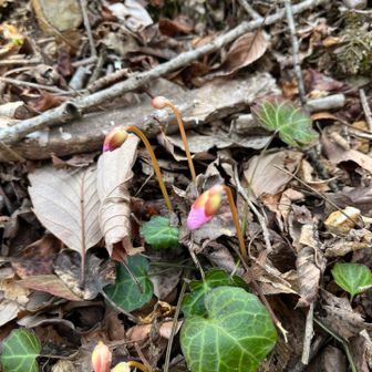 イワウチワ群生地ではやっと蕾が出始めたところです。