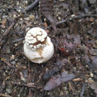 🍄