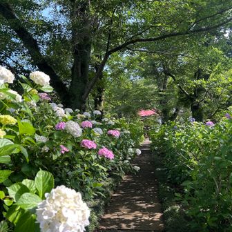 長念寺手前の紫陽花の小径🩷🤍を通ります