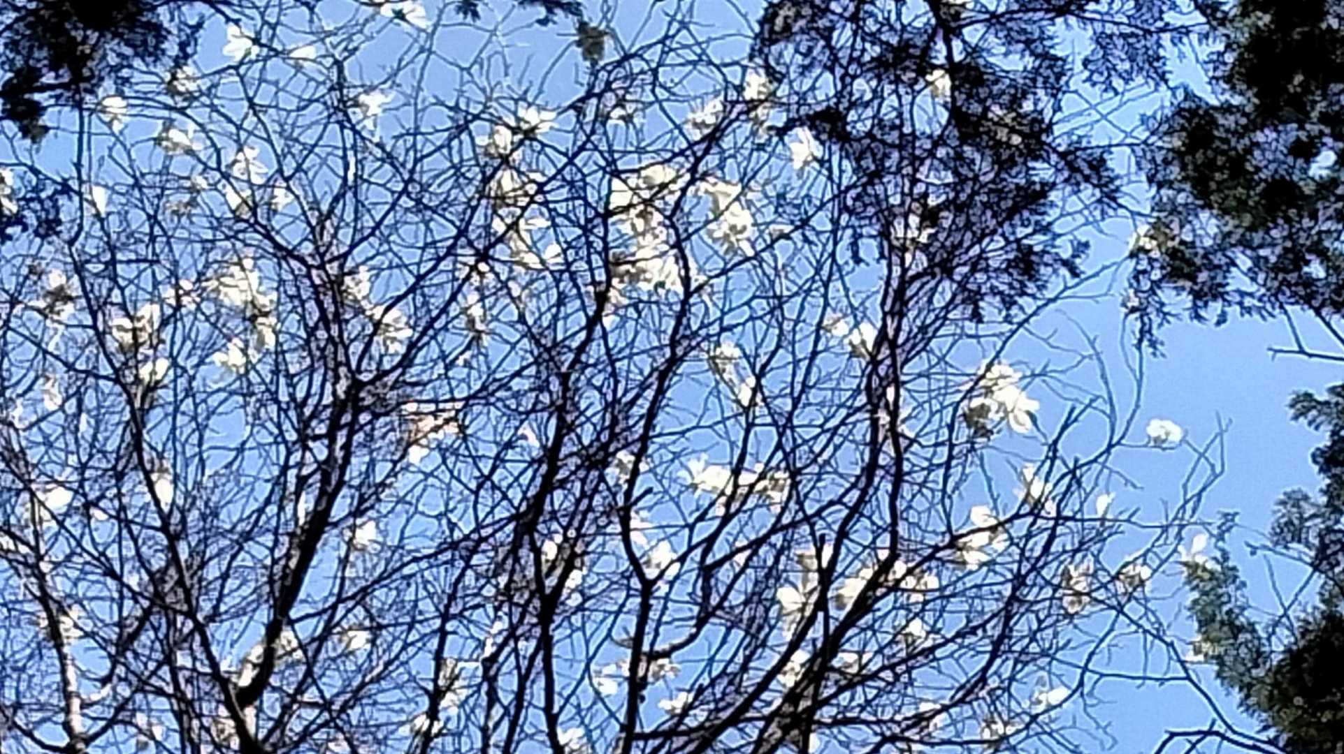 タムシバ❀