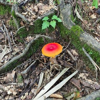 派手なキノコ🍄