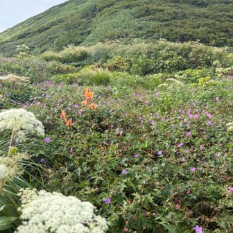 小屋前のお花畑
