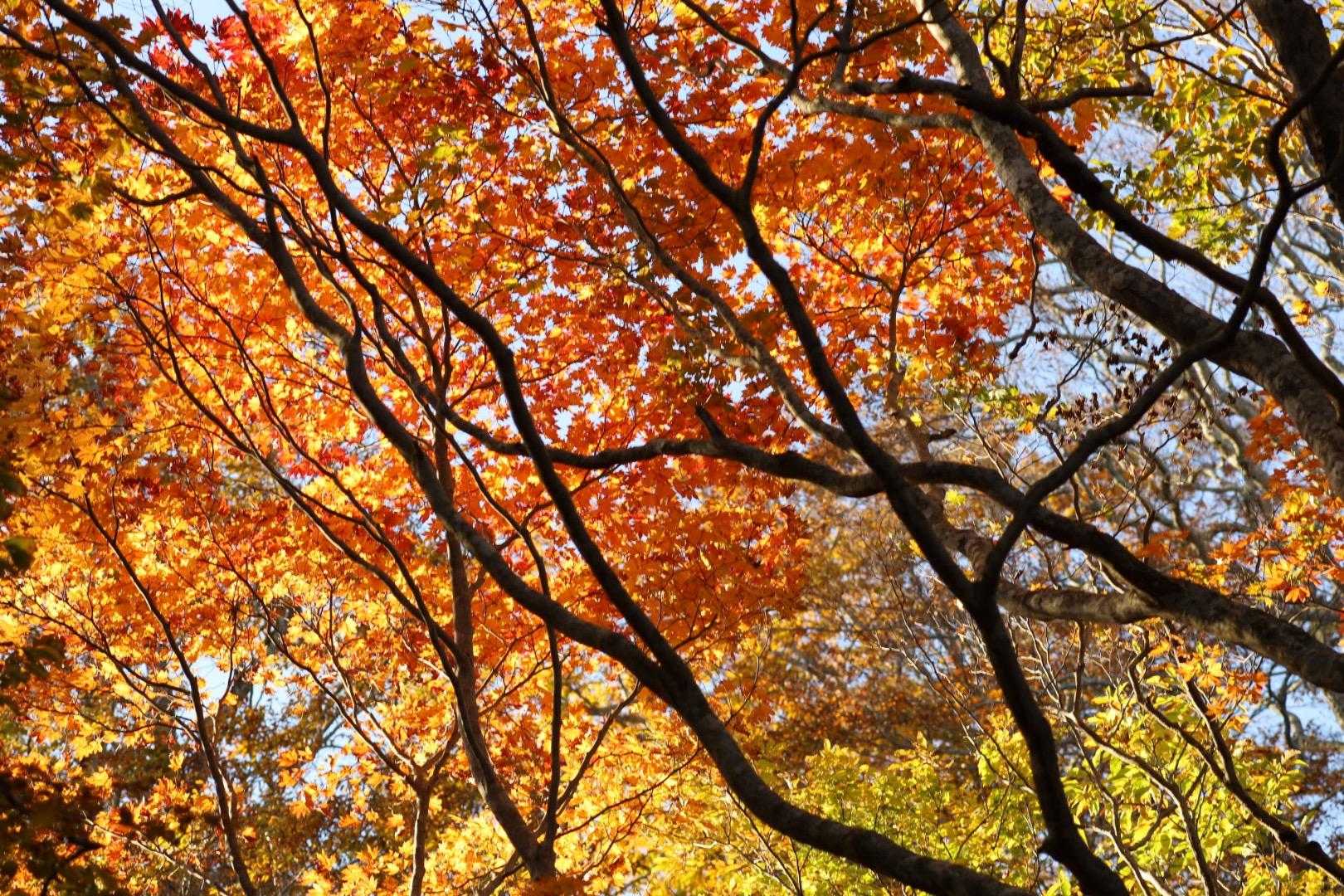 紅葉が見事で進まない