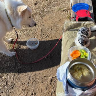 朝ごはん食べずにオヤツだけで登ってきたマロはお腹空いててフードをガツガツ🍖
飼い主ご飯はスープジャーに昨晩の残りのロールキャベツ、熱々😋
