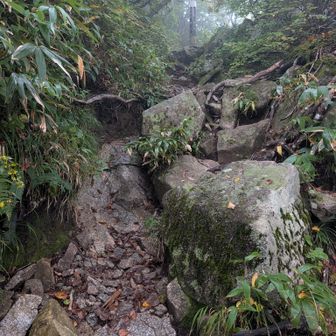 少し登り返して分岐。
小朝日岳を通るか巻くか選べます