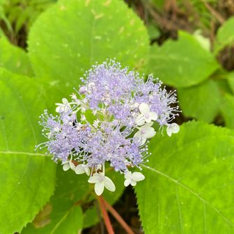 開花、ほわほわして柔らかそう